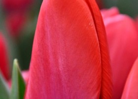 Tulipa Superhero ® (3)